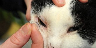 Contact lenses Can Act As An Eye Bandage for Your Pet.